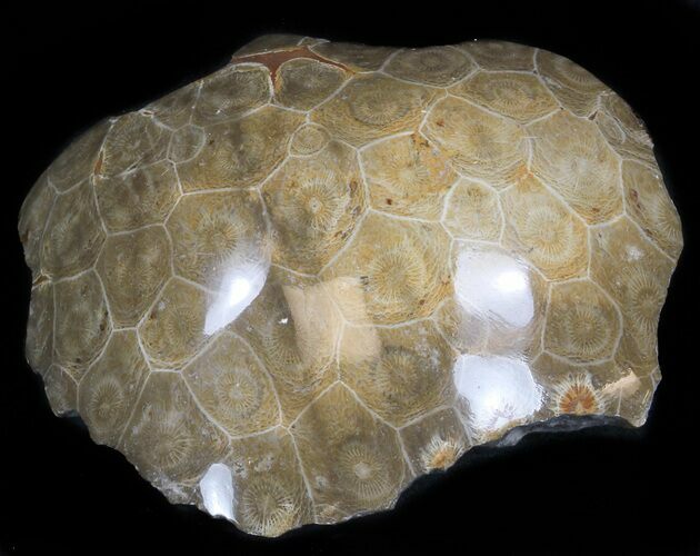 Polished Fossil Coral - Morocco #35322